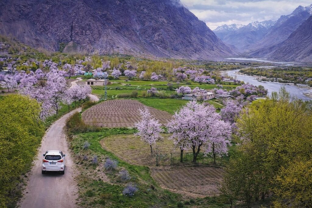 Cherry blossom trees blooming in Hunza Valley during spring season in Northern Pakistan