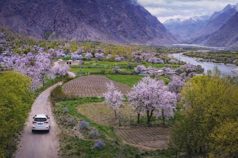 Spring Blossom in Northern Pakistan – The Perfect Time for a Scenic Road Trip